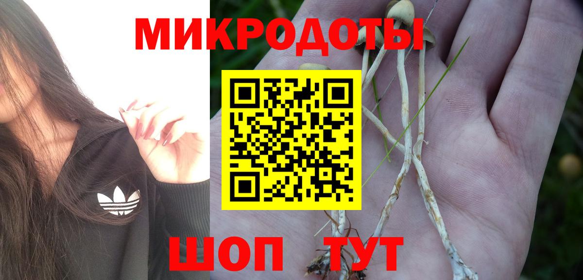 магазин продажи наркотиков  Вход с VPN  Новозыбков  Псилоцибиновые грибы мицелий 